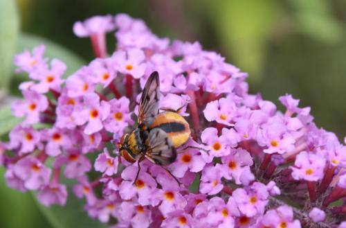 Ectophasia crassipennis